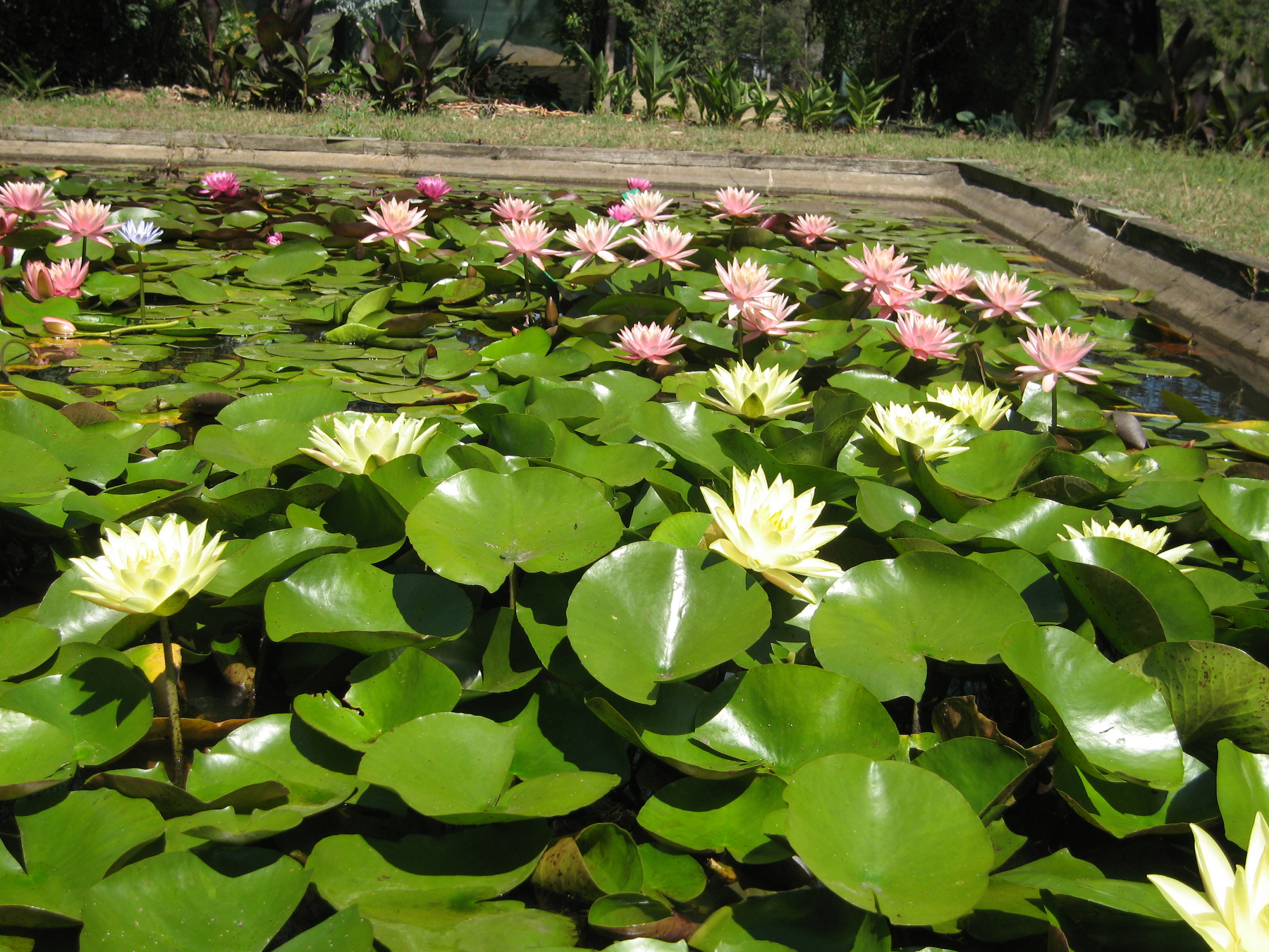 Growing Water Lilies & Water Plants Wallis Creek Watergarden