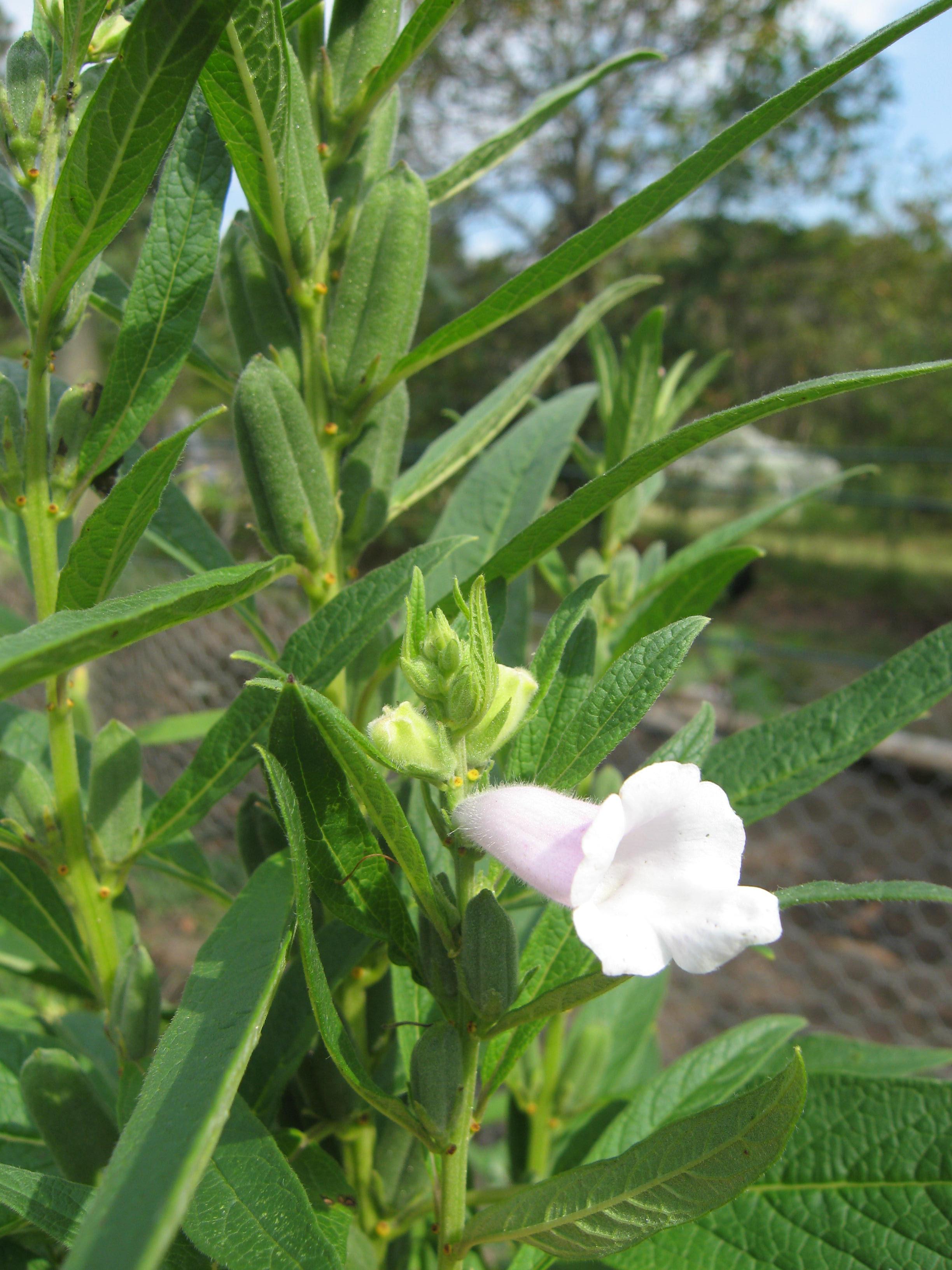 Growing Sesame From Seed – Wallis Creek Watergarden