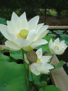 Angel Wings Lotus Flowers