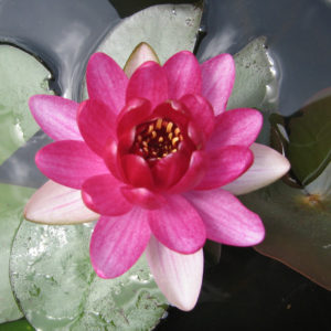 Nymphaea 'Perry's Baby Red'