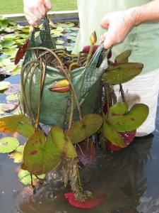 Water Lily in a Bag