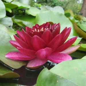 Nymphaea 'Black Princess'