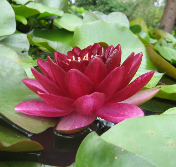Nymphaea 'Black Princess'