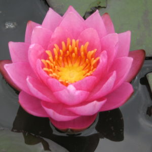 Nymphaea 'James Brydon'