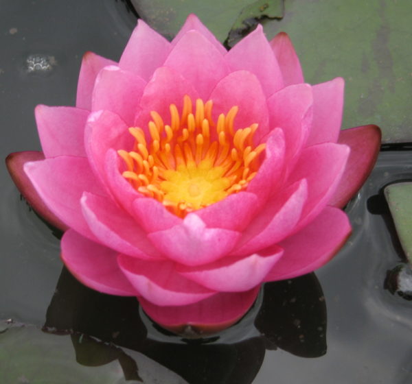 Nymphaea 'James Brydon'
