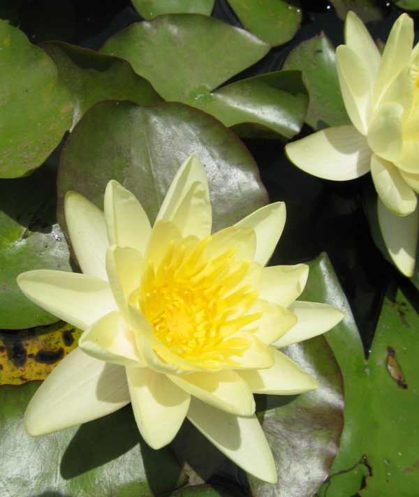 Nymphaea 'Chromatella'