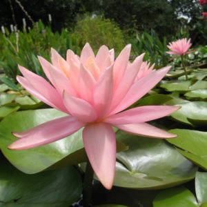 Nymphaea 'Colorado'