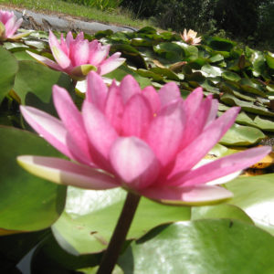 Nymphaea 'Conqueror'