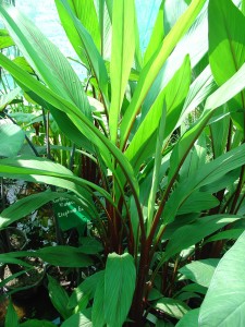 Red Stem Ginger