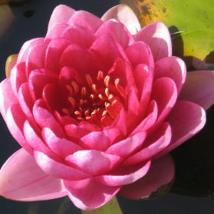 Nymphaea 'Perry's Dwarf Red'