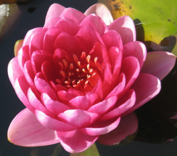 Nymphaea 'Perry's Dwarf Red'