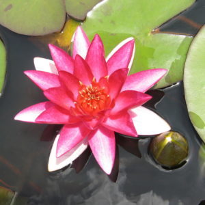 Nymphaea 'Elisiana'