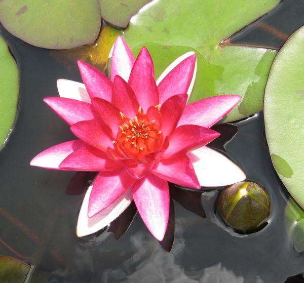 Nymphaea 'Elisiana'