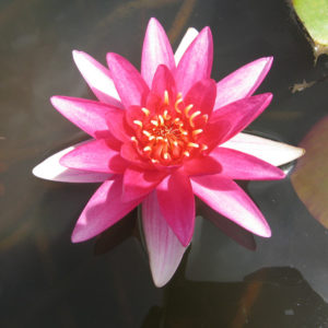 Nymphaea 'Escarboucle'