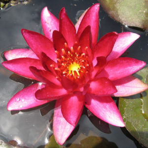 Nymphaea 'William Falconer'
