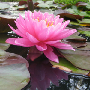 Nymphaea 'Fire Opal'