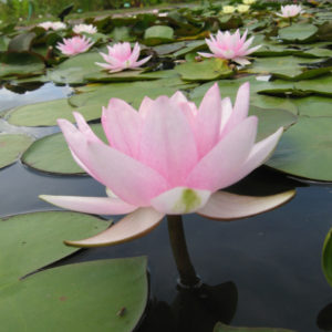 Nymphaea 'Formosa'