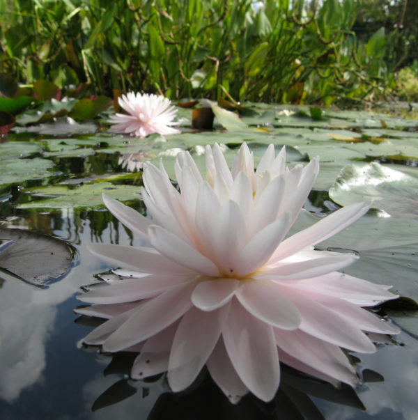 Nymphaea 'Gloire du Temple-sur-lot'