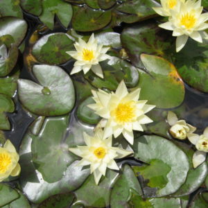 Nymphaea helvola