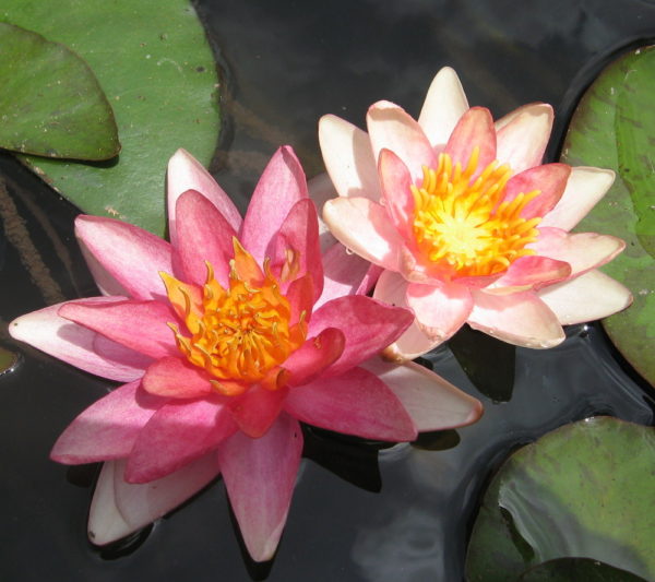 Nymphaea 'Indiana'