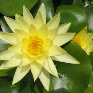Nymphaea 'Joey Tomocik'