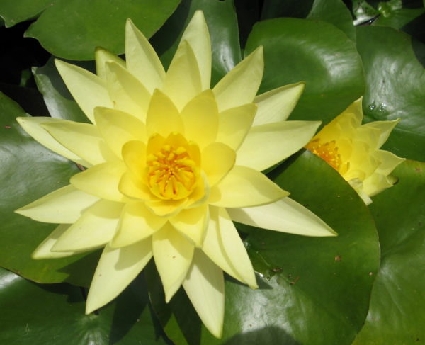 Nymphaea 'Joey Tomocik'