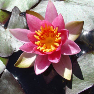 Nymphaea 'Joanne Pring'