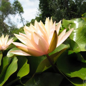 Nymphaea 'Karleen Harder'