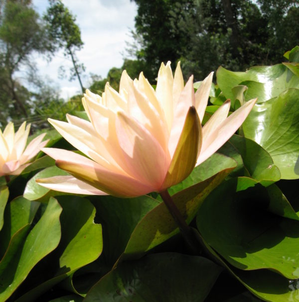 Nymphaea 'Karleen Harder'