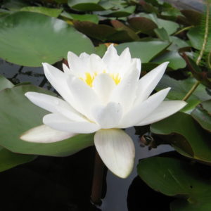 Nymphaea 'laydekeri alba'