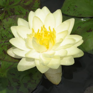 Nymphaea 'Lemon Chiffon'