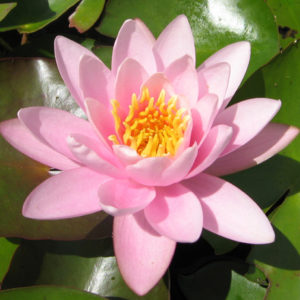 Nymphaea 'Luciana'