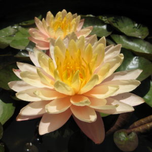 Nymphaea 'Mangkala Ubol'
