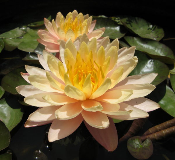 Nymphaea 'Mangkala Ubol'