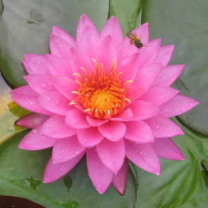 Nymphaea 'Mayla'