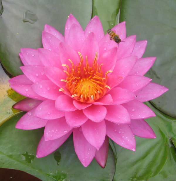 Nymphaea 'Mayla'