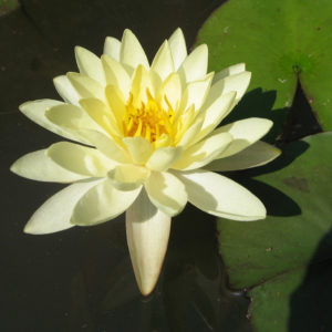 Nymphaea 'Moorei'