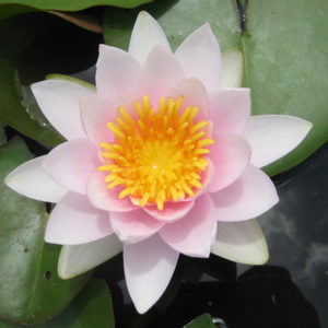 Nymphaea 'Morning Glory'