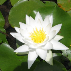 Nymphaea odorata alba