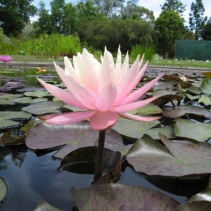 Nymphaea 'Peaches And Cream'