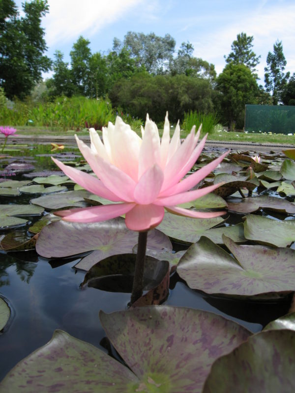 Nymphaea 'Peaches And Cream'