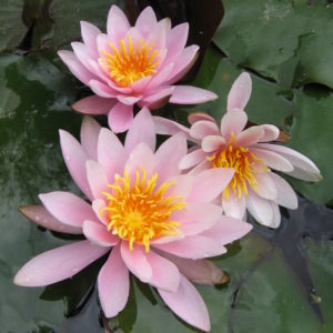 Nymphaea 'Rose Nymph'
