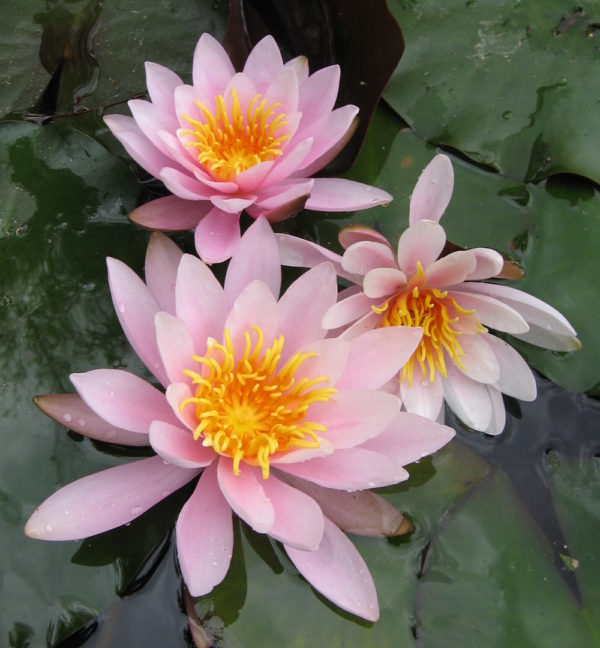 Nymphaea 'Rose Nymph'