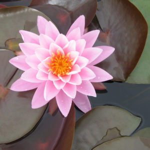 Nymphaea 'Rosana Supreme'