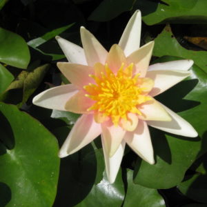 Nymphaea 'sioux'