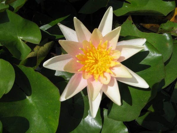 Nymphaea 'sioux'