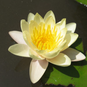 Nymphaea 'Solfatare'