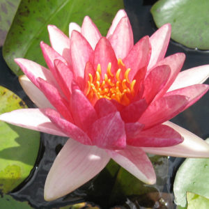 Nymphaea 'Steven Strawn'