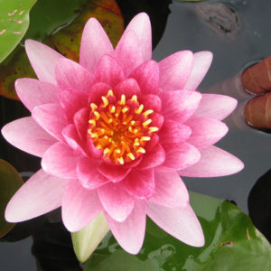 Nymphaea 'Strawberry Pink'