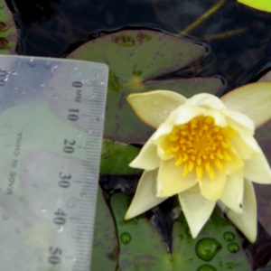 Nymphaea tetragona